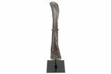 Phenomenal, Fossil Phytosaur Femur With Metal Stand - Texas #214256-1